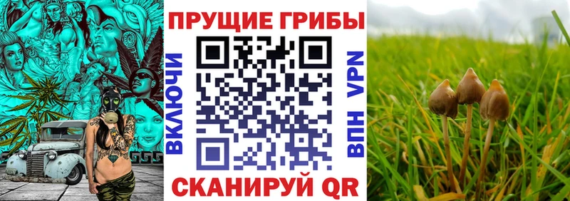 Галлюциногенные грибы мицелий  OMG маркетплейс  Медынь 